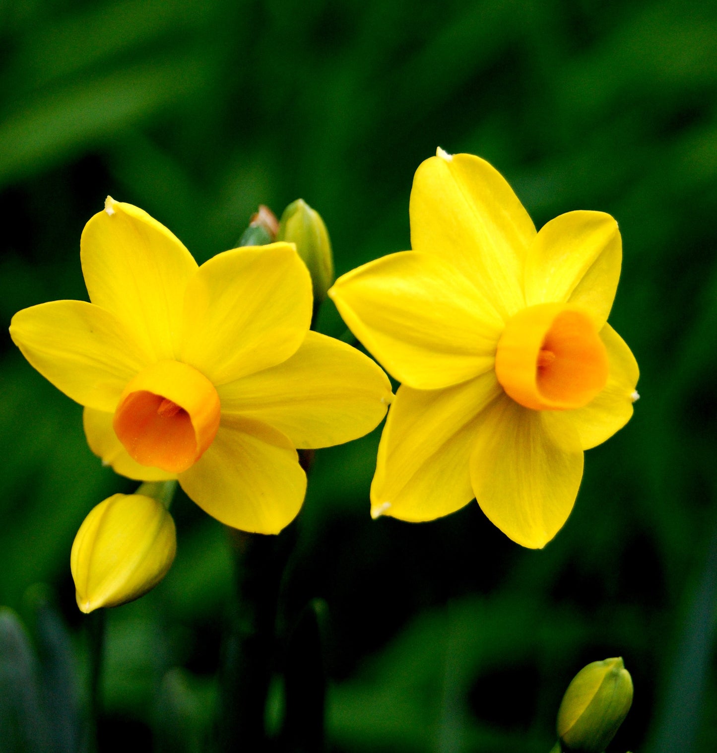 Jonquil- Soleil d'Or