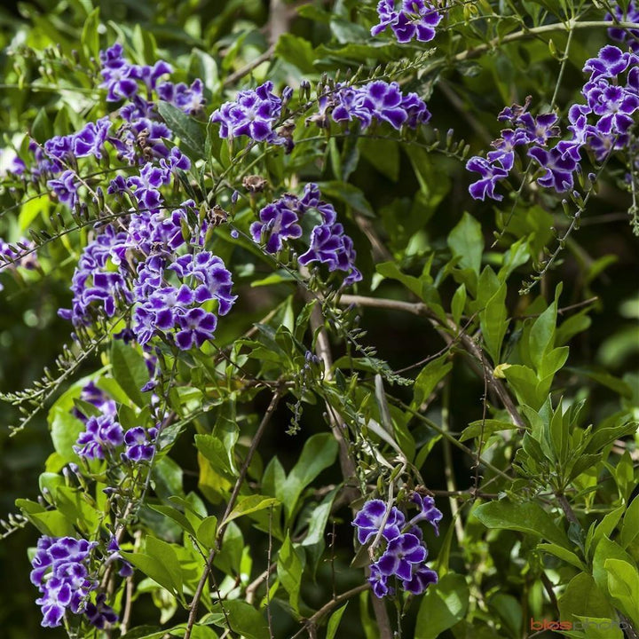 Heirloom Non-GMO Duranta Repens Flower Seeds - Beauty Blooms for Garden Planting