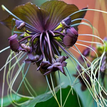 Black Chantrieri Flower Seeds – Heirloom Non-GMO Bat Lily Seeds for Tropical Garden Displays