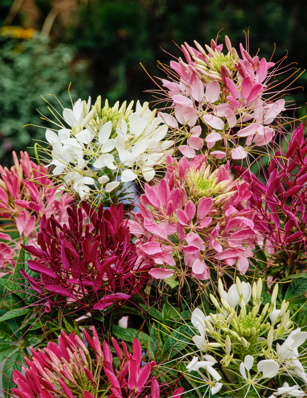 Cleome Spinosa Mixed Color Flower Seeds