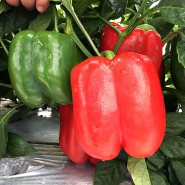 Ninja – Bell Pepper Seed