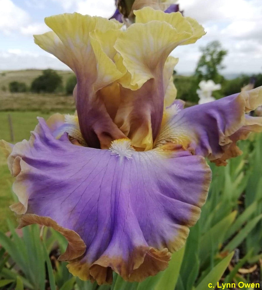 Repertoire Bearded Iris