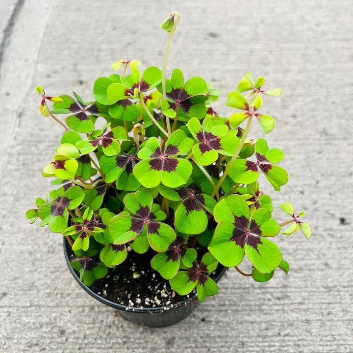 Oxalis Iron Cross Plant Seeds – Heirloom, Non-GMO Seeds for Planting Unique Garden Foliage