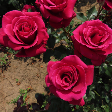 Red Thornless Rose Flower Seeds for Planting - Easy to Grow, Non-GMO, Heirloom Seeds