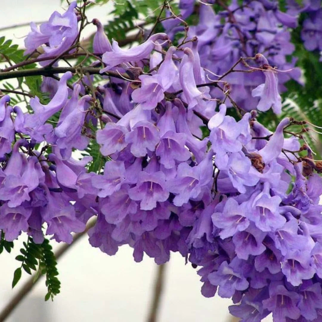 Jacaranda Mimosifolia Seeds