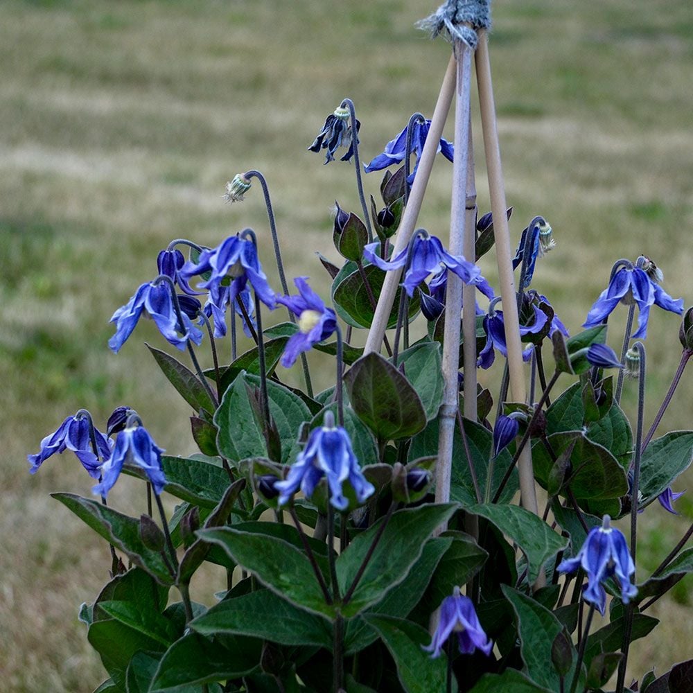 Stand By Me Bush Clematis