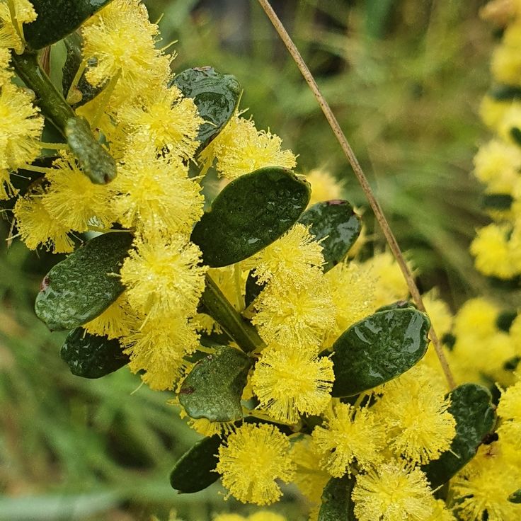 Gold Dust Wattle