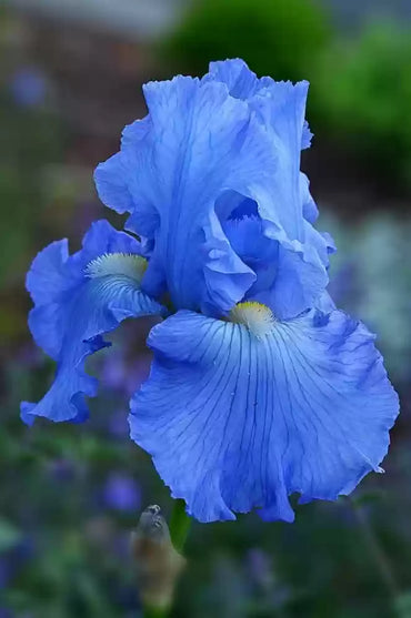 Iris Blue Bulb