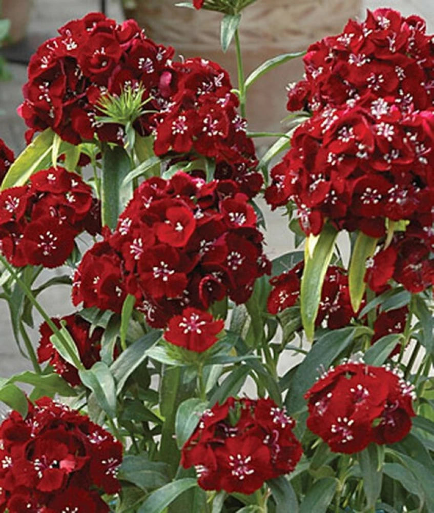 Sweet Black Cherry – Dianthus Seed