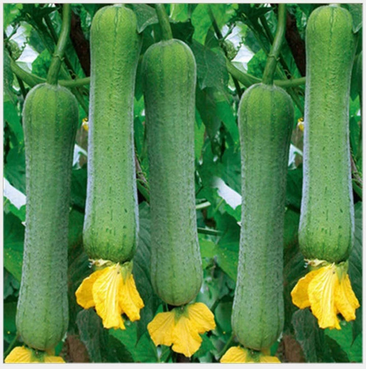 Luffa Flower Seeds for Planting - 100Heirloom Non-GMO Luffa Flower Seeds for Planting – Versatile Garden Blooms & Sponges