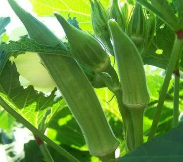 Okra Varsha Vegetable Seeds