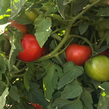 Galahad – Organic Tomato Seed