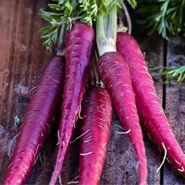Purple Star – Purple Carrot Seeds