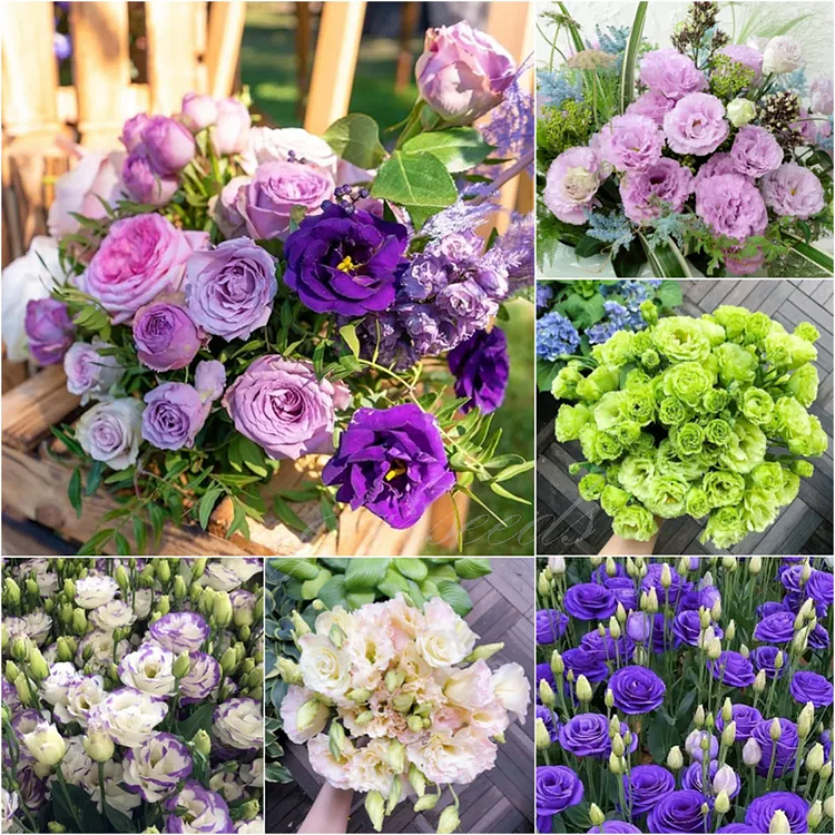 Purple Edge Eustoma Thornless Rose Lisianthus Seeds