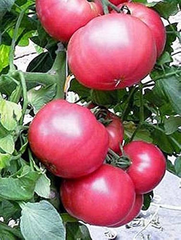 Big Pink Tomato seeds for large, juicy, pink-hued tomatoes perfect for slicing, sandwiches, or homegrown gardens