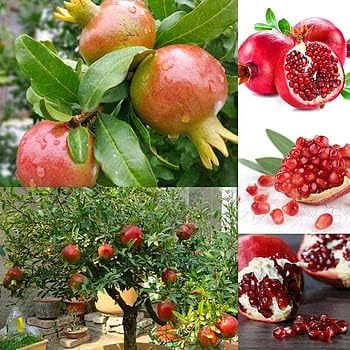 Mixed Pomegranate Fruit Seeds for Planting - Growing Sweet and Sour Fruits, Heirloom Seeds