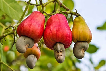 Cashew Nut Fruit Seeds - Grow Nutritious and Tasty Cashews in Your Garden 100 pcs