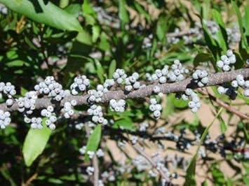 Black Myrica Cerifera Fruit Seeds - 5pcs, Unique Fruit Trees for Your Garden 100 pcs