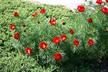 Organic Heirloom Non-GMO Red Paeonia Tenuifolia Seeds for Planting – Garden Blooms