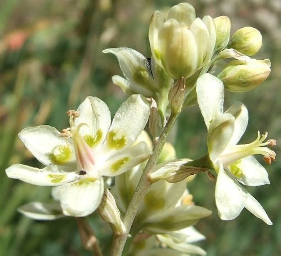 Deathcamas flower Zigadenus elegans white wildflower seeds for planting in natural landscapes or open gardens