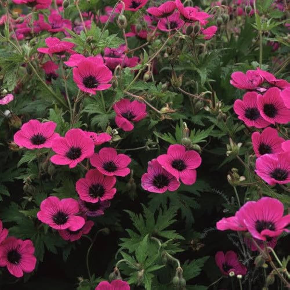 Geranium psilostemon seeds for planting – perennial flowering plant seeds with magenta blooms and dark centers, suitable for gardens, borders, and wildflower meadows
