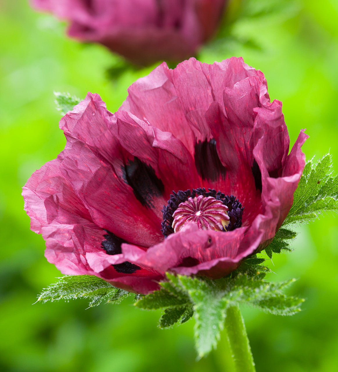 Patty's Plum Poppy