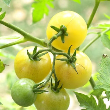 Washington cherry tomato seeds – sweet, early ripening for fresh snacking
