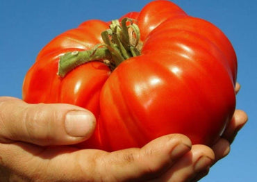 Red Beefsteak tomato seeds – large, juicy heirloom fruits for slicing