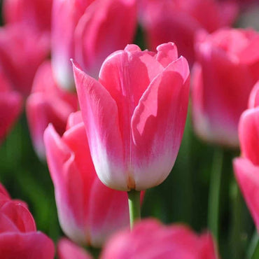 Rainbow tulip flower Tulipa spp. seeds for planting in backyard gardening or balcony pots