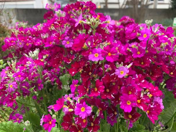 Heirloom Non-GMO Primula Malacoides Flower Seeds – Colorful Blooming Annuals
