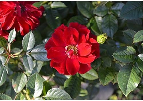 Red Rugosa Rose Flower Seeds for Planting - Heirloom, NON-GMO Seeds - Easy to Grow Garden Blooms