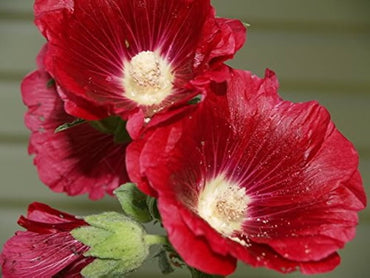 Hollyhock flower Alcea rosea dark red seeds for planting in backyard garden or tall flower beds