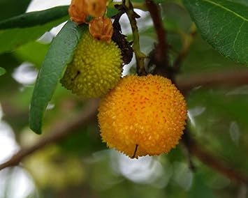 Arbutus unedo Strawberry Fruit Seeds for Planting - Yellow Color Variety, Heirloom & Garden Seeds For Home