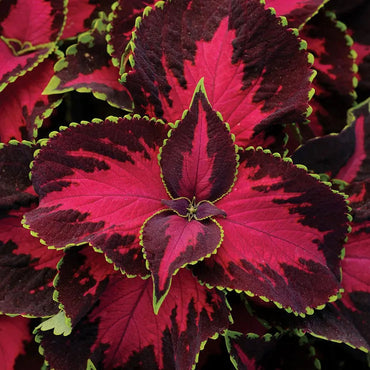 Chocolate Covered Cherry red coleus Plant Seeds for Planting - Beautiful Blooms, heirloom seeds