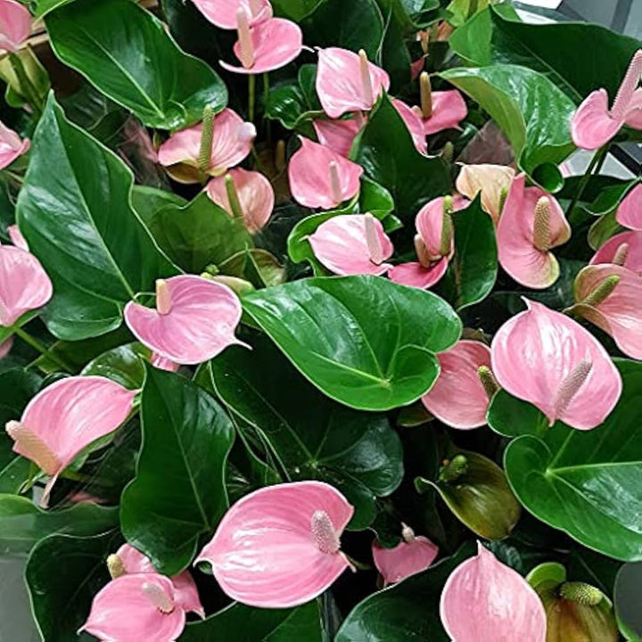Anthurium Flower Seeds for Planting 100