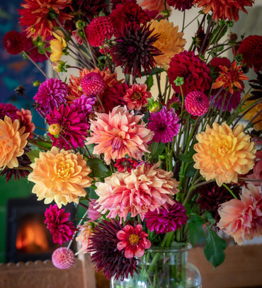 Pure Passion Dahlia Mixture