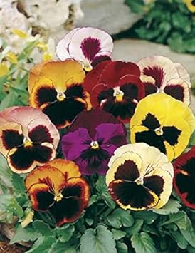 Heirloom Pansy Swiss Flower Seeds for Planting, Non-GMO