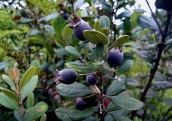 New Fresh 15pcs Black Myrtle Fruit Seeds - Grow Tart and Sweet Myrtle Fruits in Your Garden 100 pcs