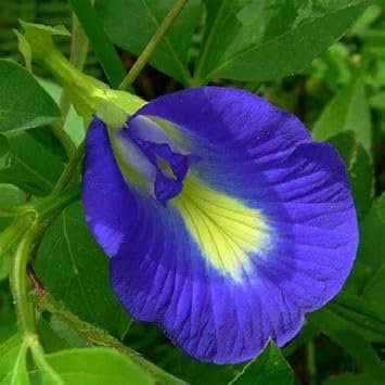 Heirloom Pinellia Flower Seeds, Non-GMO Unusual Shade-Loving Blooms for Garden Planting