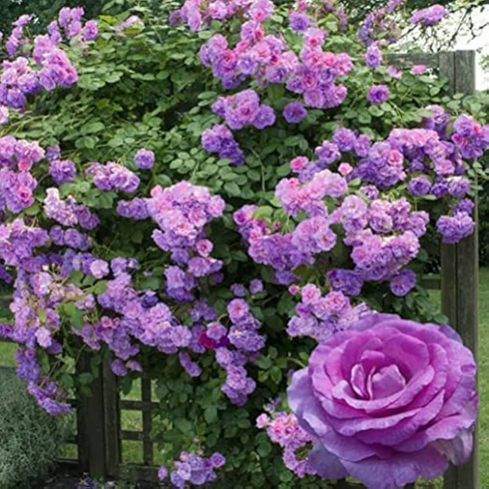 Rose Violet Purple Perennial Flower - for planting in home garden