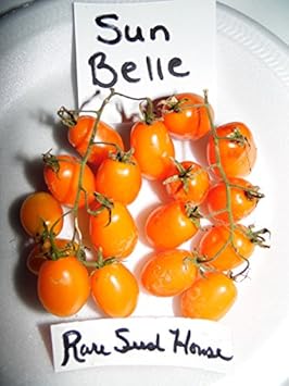 Orange Tomato Vegetable Seeds for Planting, heirloom & Non-GMO Seeds