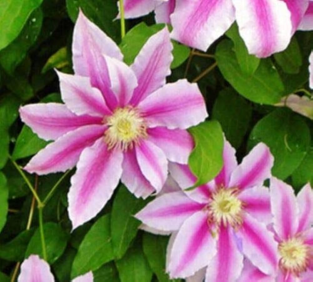 Clematis flower Clematis spp. seeds for planting in vertical garden walls or garden trellises