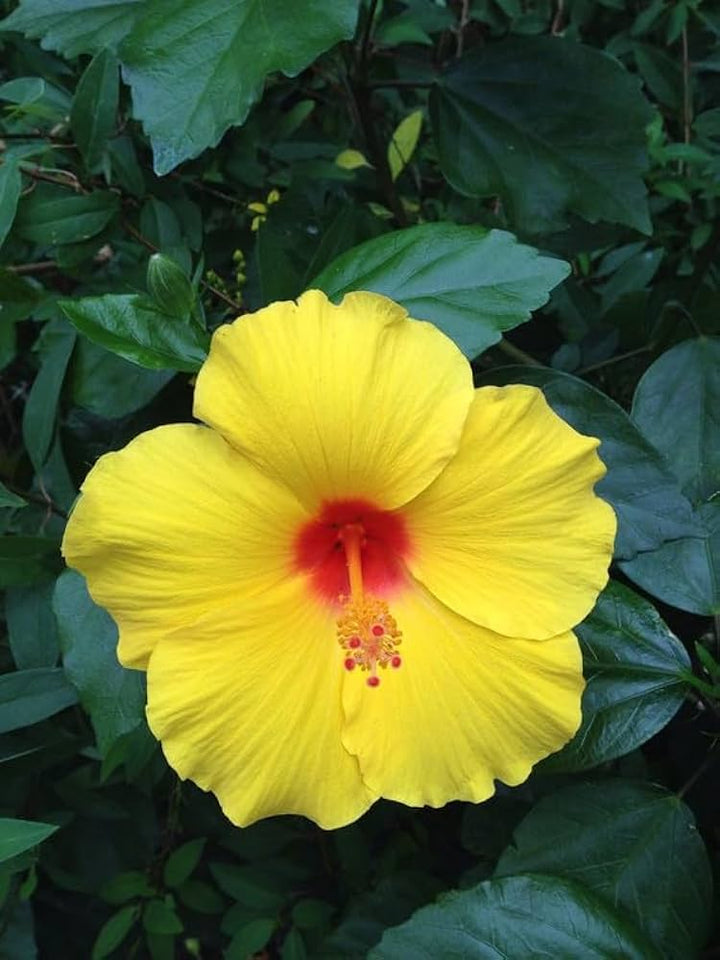 Yellow Hibiscus Flower Seeds – Heirloom Non-GMO Seeds for Bright Garden Blooms