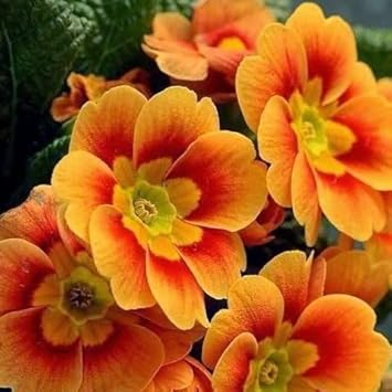 Primula Orange Flower Seeds – Heirloom Non-GMO Seeds for Garden Planting