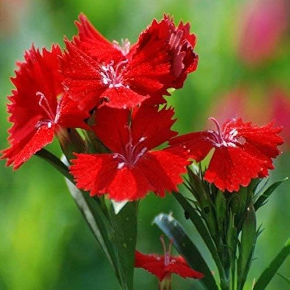 Dianthus Ideal Series violet picotee flower seeds for vibrant garden borders