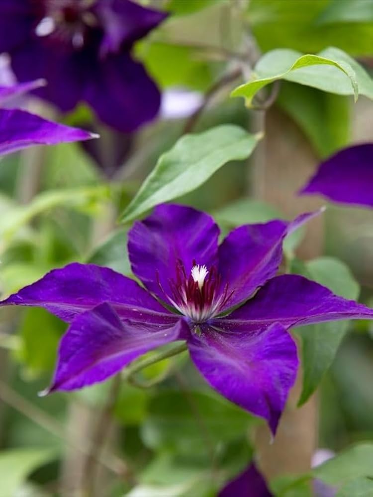 Clematis flower Clematis spp. blue variety seeds for planting in climbing garden spaces or vertical trellises