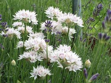 Graceful Beauty Allium Seeds