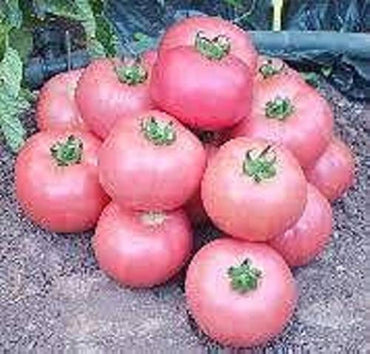 Tomato Solanum lycopersicum Vegetable Seeds for Planting Pink Variety in Kitchen Garden