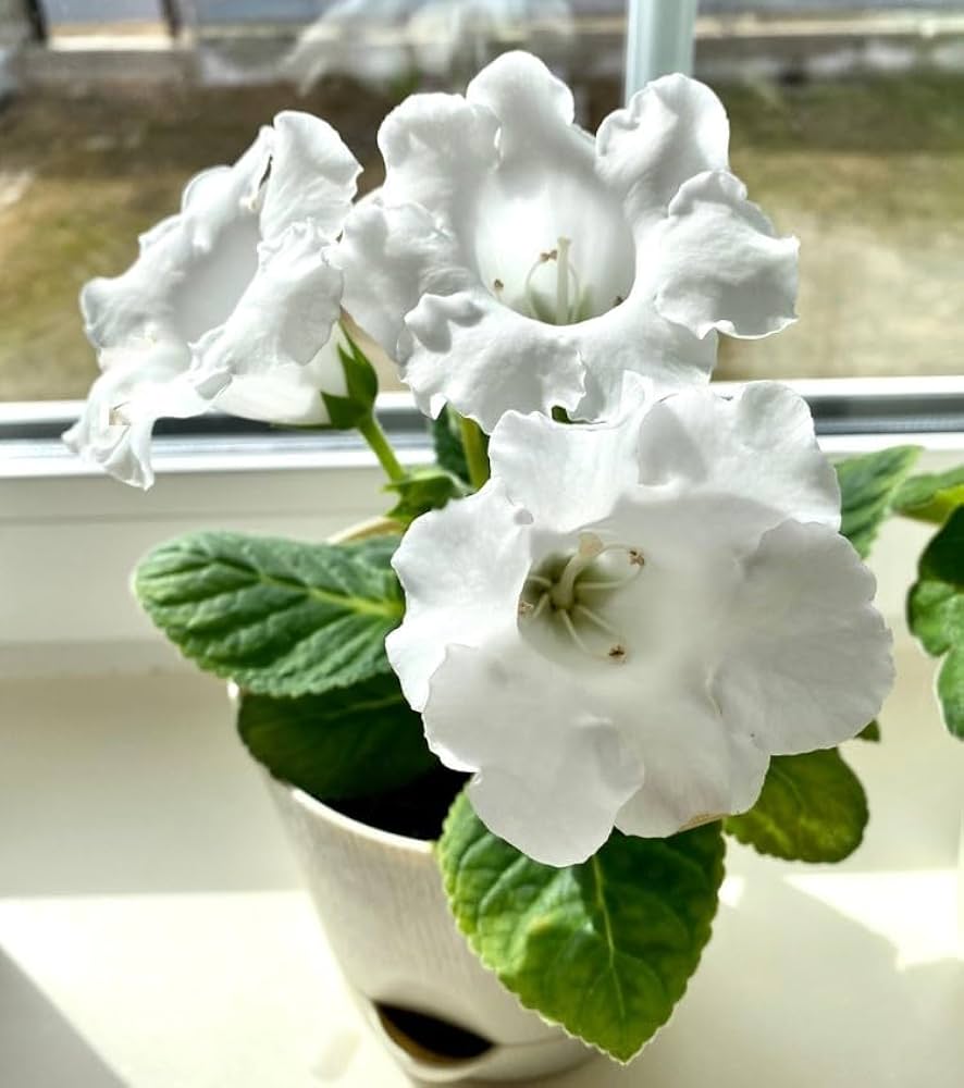 Sinningia Speciosa White Flower Seeds