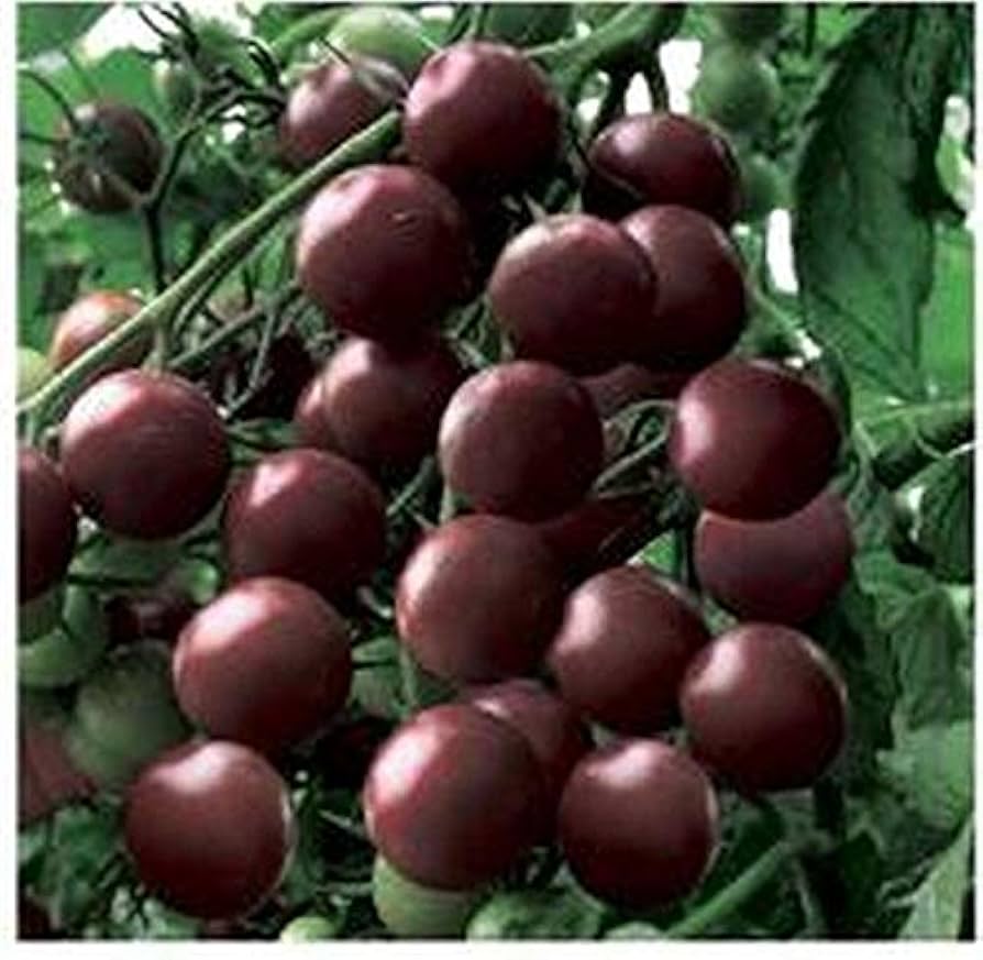 Black Cherry tomato seeds for planting sweet dark mini heirloom fruits